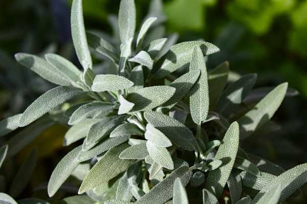  - Essential Oils